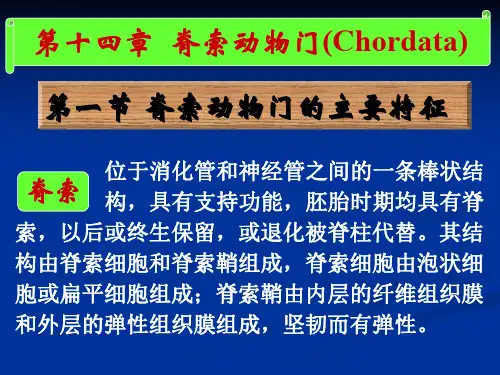 动物学课件第十四章脊索-圆口纲
