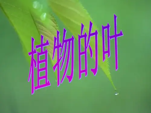 植物学 第三章第三节 叶
