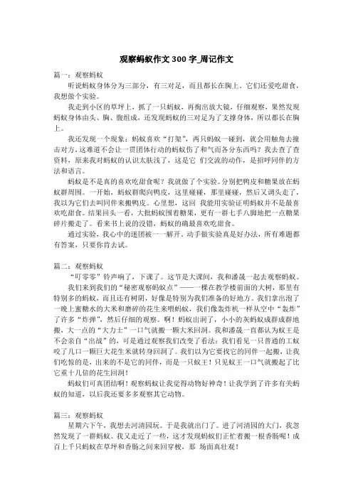 观察蚂蚁作文300字_周记作文