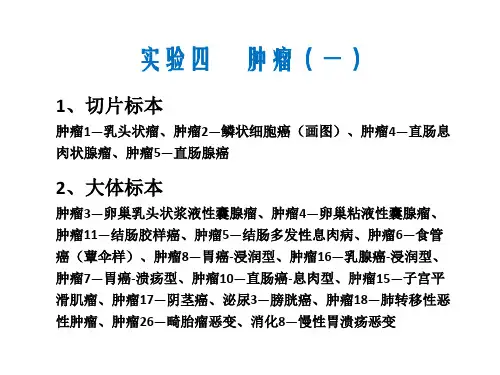 4.形态学实验二-肿瘤1