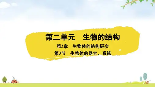 北师大版七年级生物上册第二单元生物体的结构第3章生物体的结构层次第3节生物体的器官、系统课件