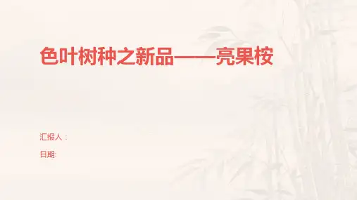色叶树种之新品——亮果桉