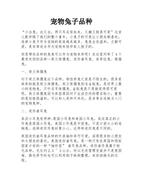 宠物兔子品种
