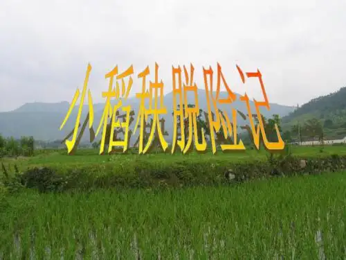 苏教版三年级上册语文《小稻秧脱险记》公开课课件PPT