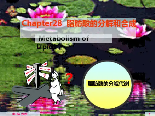 第28章 脂肪酸的分解β-氧化作用