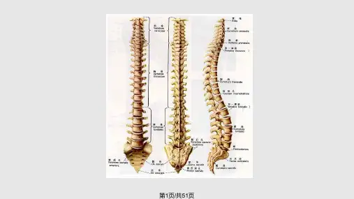 脊柱解剖及手术入路课件PPT课件