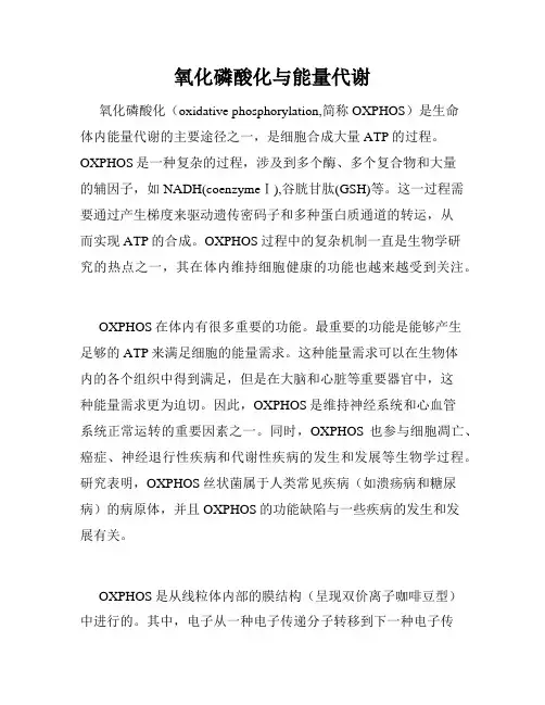 氧化磷酸化与能量代谢
