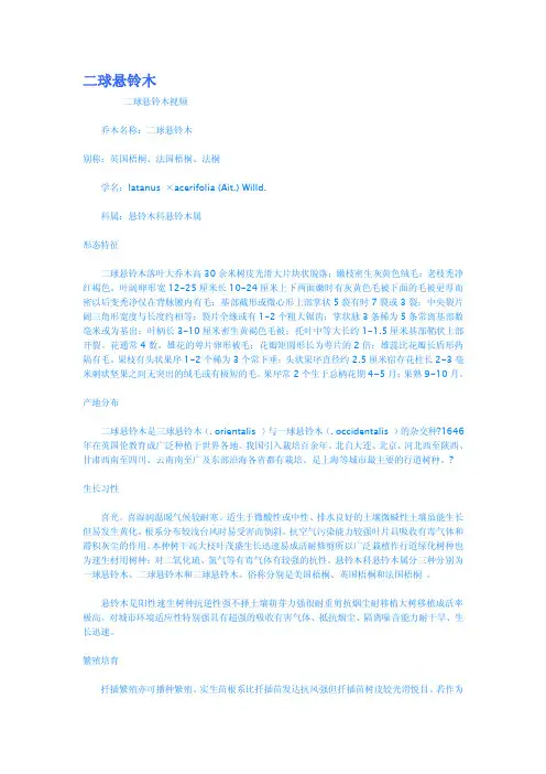 二球悬铃木