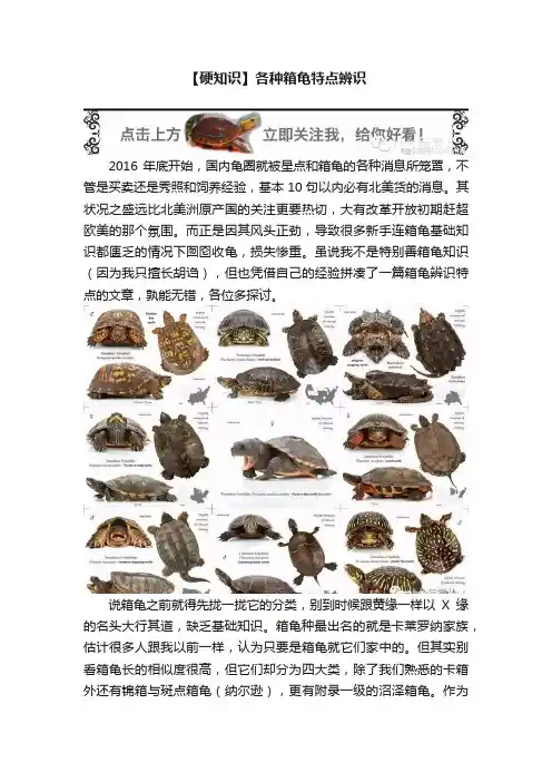 【硬知识】各种箱龟特点辨识