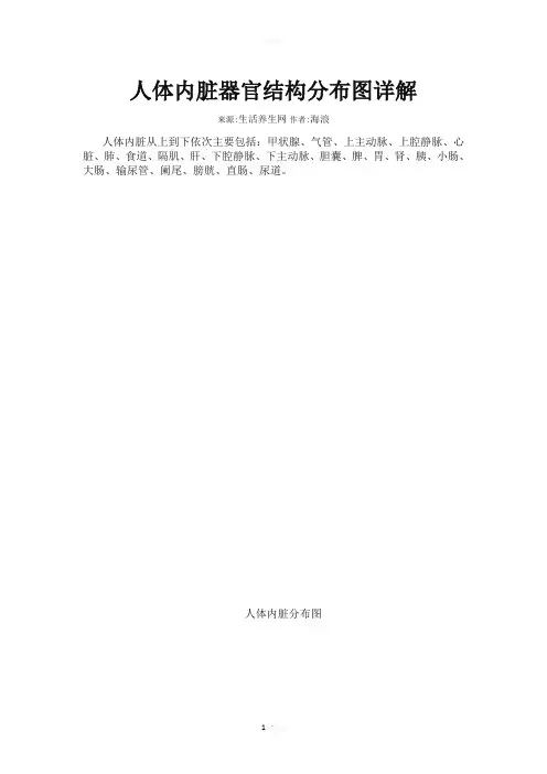 人体内脏器官结构分布图详解