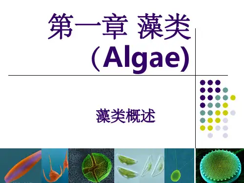 《藻类Alga》PPT课件