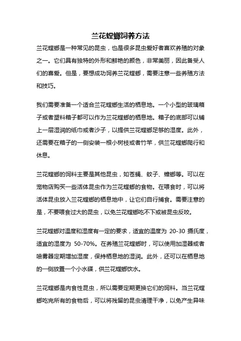 兰花螳螂饲养方法