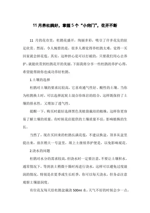 11月养杜鹃好,掌握5个“小窍门”,花开不断