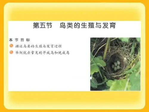 鸟类的生殖和发育PPT课件4 济南版