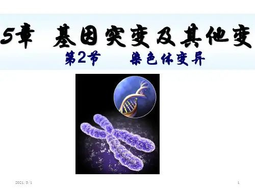 高三一轮复习-染色体变异PPT精品课件
