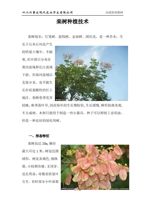 栾树种植技术分析【范本模板】