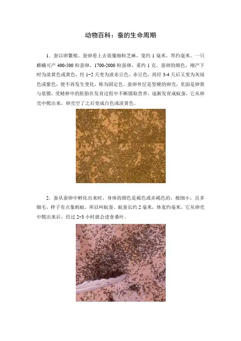 小学科学 动物百科：蚕的生命周期