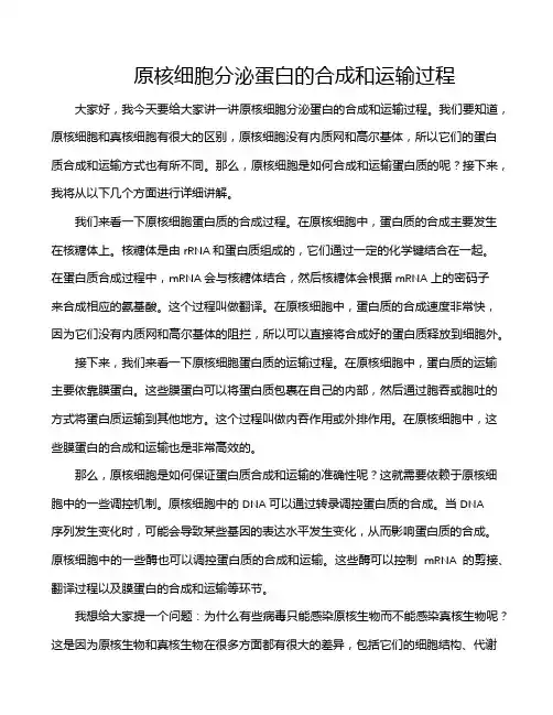 原核细胞分泌蛋白的合成和运输过程