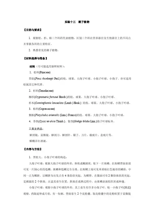 实验裸子植物