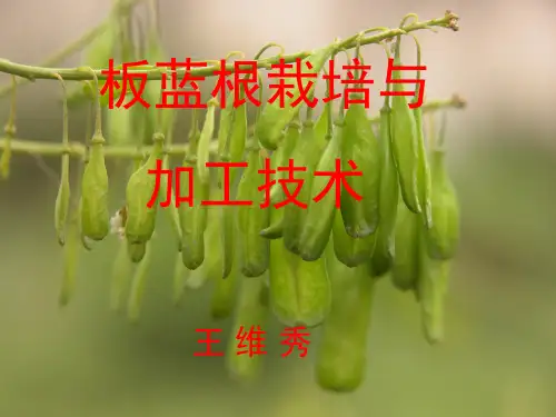最新板蓝根栽培与加工技术