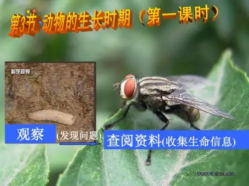 动物生长时期 第一课时