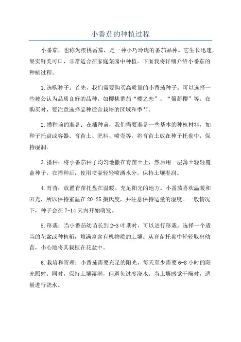 小番茄的种植过程