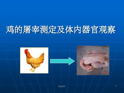 家禽的屠宰和屠宰率的测定方法ppt课件