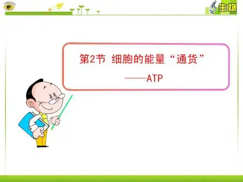 第2节 细胞的能量“通货”——ATP