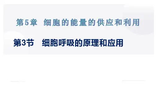 高一生物人教版必修1课件53细胞呼吸的原理和应用