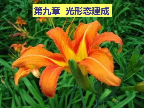 植物生理学第9章-PPT精选文档
