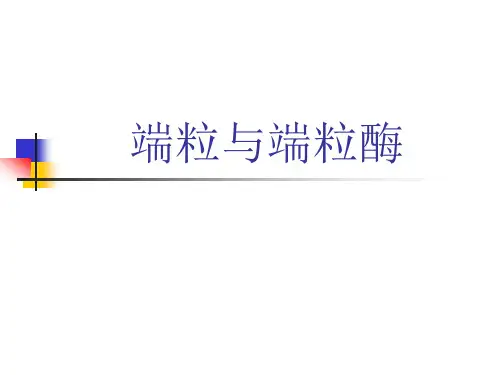 端粒与端粒酶
