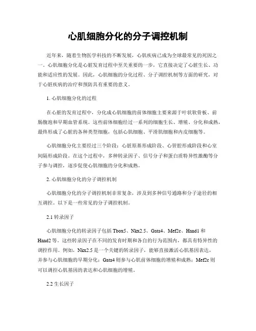 心肌细胞分化的分子调控机制