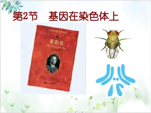 基因在染色体[上]PPT课件