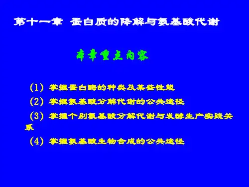 第十一章蛋白质的ppt课件