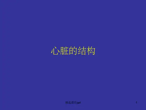 《心脏的结构》PPT课件