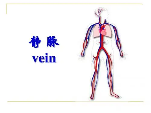 系解第八章 脉管系统--静脉、淋巴