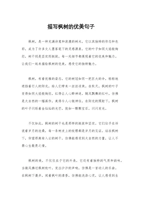 描写枫树的优美句子