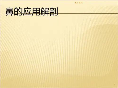 鼻的解剖课件