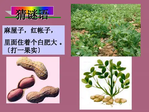 被子植物的有性生殖ppt课件