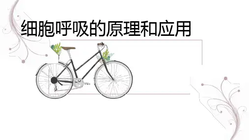 5.3细胞呼吸的原理与应用(共51张PPT)
