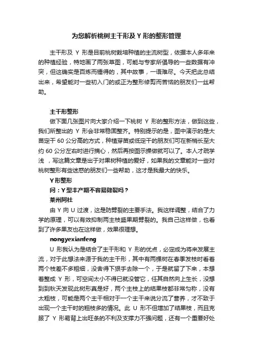 为您解析桃树主干形及Y形的整形管理