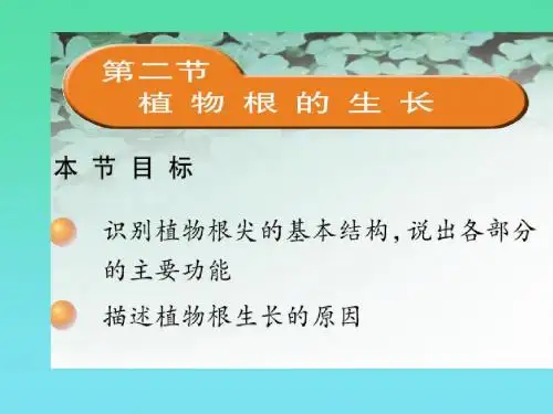 【初中生物】植物根的生长PPT课件2