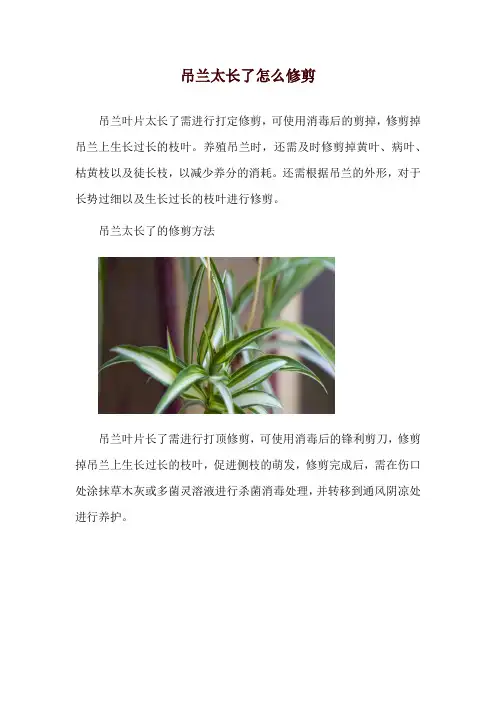 吊兰太长了怎么修剪
