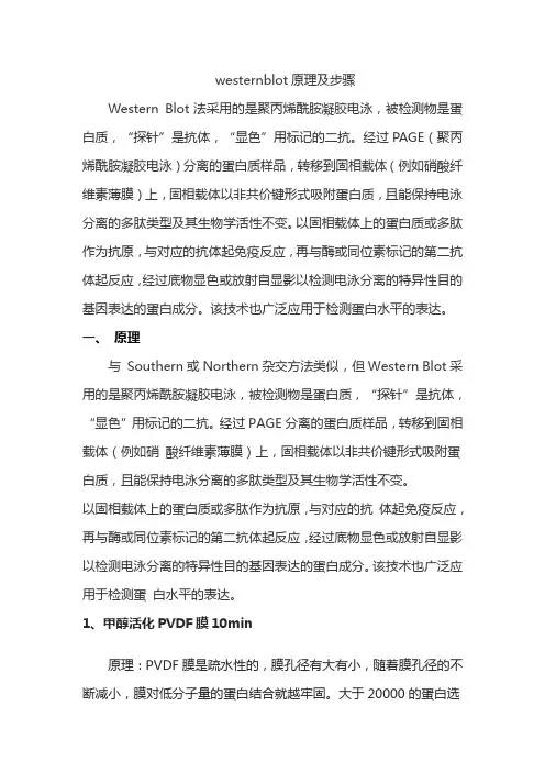 westernblot原理及步骤