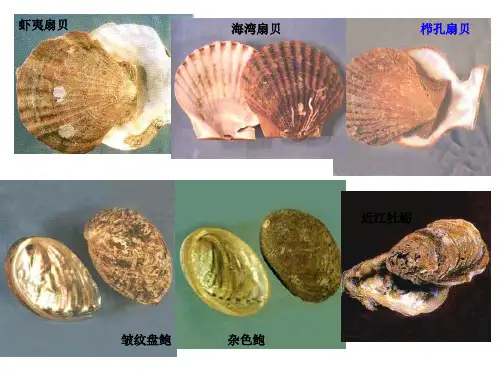 水产病害学第九章 贝类的疾病