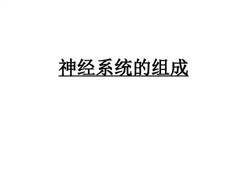 七年级生物神经系统的组成和功能