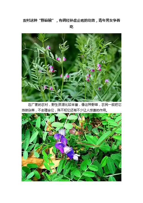 农村这种“野麻碗”，有调经补虚止咳的功效，青年男女争着吃