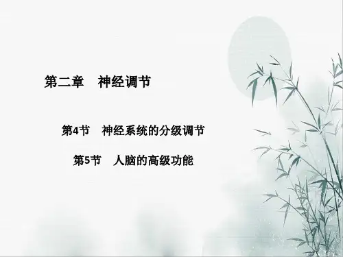神经系统的分级调节 与人脑的高级功能 