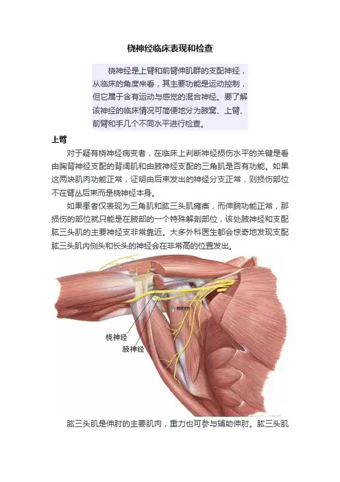 桡神经临床表现和检查