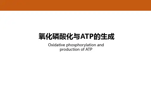 氧化磷酸化与ATP的生成